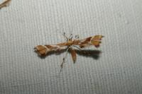 Cnaemidophorus rhododactylus