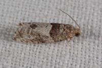 Gypsonoma aceriana