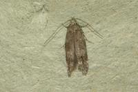 Exoteleia dodecella
