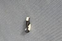Monopis monachella