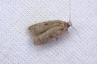Agonopterix