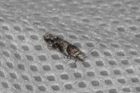 Recurvaria nanella