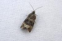 Celypha lacunana
