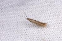 Coleophora