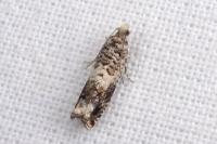 Epinotia subocellana