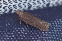 Neofaculta ericetella