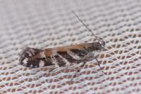 Aristotelia ericinella