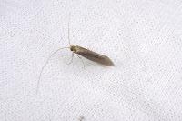 Nematopogon