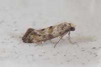 Epermenia ochreomaculella