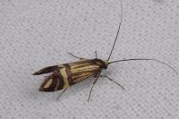 Nemophora ochsenheimerella