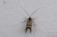 Nemophora ochsenheimerella