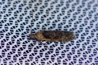 Carpatolechia decorella