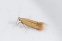 Coptotriche marginea
