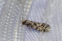 Nemapogon