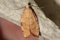 Pandemis corylana