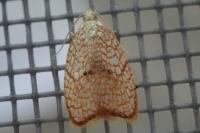 Acleris forsskaleana