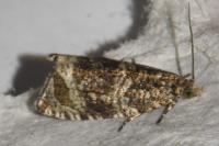 Celypha lacunana