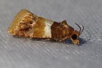 Epinotia festivana