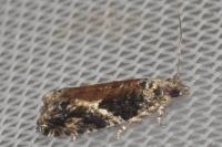 Epinotia nisella