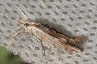 Ypsolopha scabrella