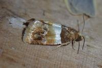 Epinotia festivana