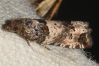 Notocelia incarnatana