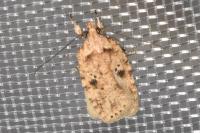 Agonopterix arenella