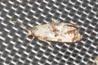 Neocochylis hybridella