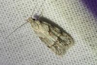 Symmoca signatella