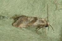 Cochylidia implicitana
