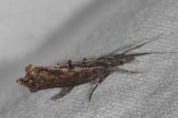 Ypsolopha horridella