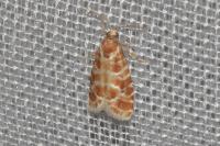 Rhyacionia pinicolana