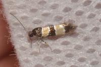 Goidanichiana jourdheuillella