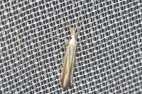 Coleophora