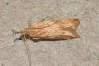 Helcystogramma rufescens