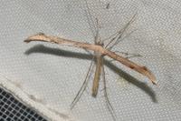 Emmelina monodactyla
