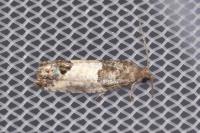 Spilonota ocellana