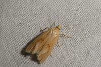 Cochylimorpha meridiana
