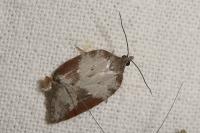 Acleris sparsana