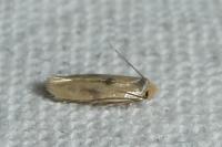 Opostega spatulella