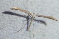 Emmelina monodactyla