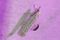 Yponomeuta evonymella