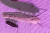 Yponomeuta evonymella