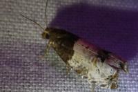 Notocelia roborana