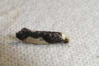 Monopis monachella