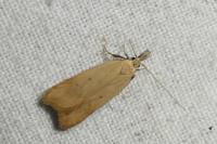 Dichomeris limosella