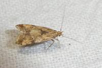 Brachmia blandella