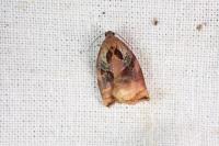 Archips podana