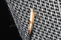 Argyresthia pruniella