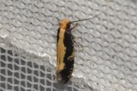 Monopis obviella